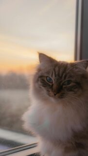 Stunning Siberian Cat at Sunset Golden Hour Mobile Wallpaper