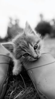 Adorable Tabby Kitten Biting Rubber Boot Black and White Wallpaper