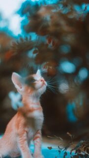 Cute Ginger Kitten Looking Up in Nature Mobile Phone Wallpaper