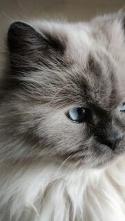 Stunning Blue-Eyed Ragdoll Cat Close-Up Mobile Wallpaper