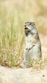 Cute Ground Squirrel Standing Alert Wildlife Phone Wallpaper