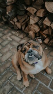 Cute English Bulldog Looking Up High-Quality Mobile Wallpaper