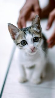 Adorable Tabby Kitten with Big Eyes Mobile Background Wallpaper