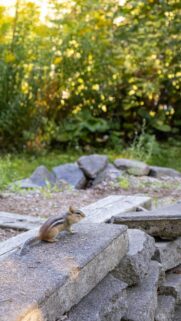 Cute Chipmunk Resting on Garden Stones Mobile Phone Wallpaper