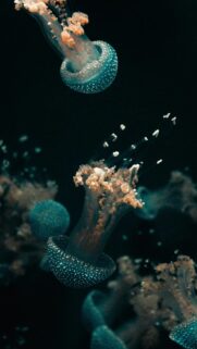 Deep Water Aesthetic Mobile Wallpaper – High Definition Ocean Abyss Background
