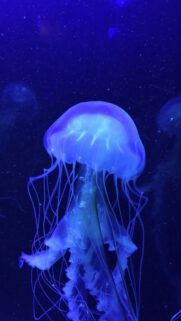 Deep Water Aesthetic Mobile Wallpaper – High Definition Ocean Abyss Background