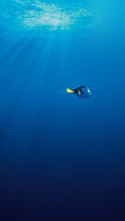Finding Nemo Mobile Wallpaper HD – Vibrant Underwater Scenes for Your Phone