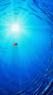 Finding Nemo High Quality Mobile Wallpaper – Stunning Ocean and Character Backgrounds