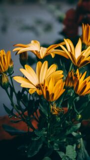 Stunning Yellow African Daisy Flower Bouquet Mobile Wallpaper