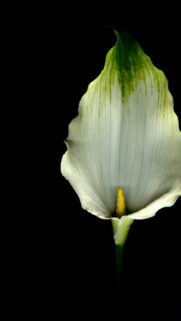 Elegant White Calla Lily Minimalist Flower Phone Wallpaper