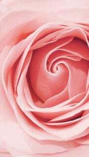Soft Pastel Pink Rose Petal Spiral Macro Close Up Mobile Wallpaper
