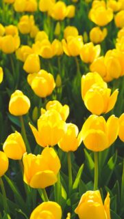 Bright Sunny Yellow Tulip Garden Floral Mobile Background Wallpaper