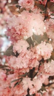 Beautiful Pink Cherry Blossom Flowers Spring Bloom Mobile Wallpaper