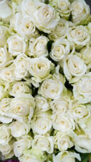 Stunning Cream White Roses Bouquet Aesthetic Mobile Wallpaper