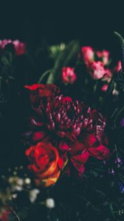 Moody Dark Red Dahlia Flower Artistic Floral Phone Wallpaper