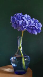 Blue Hydrangea Flower in Elegant Glass Vase Wallpaper