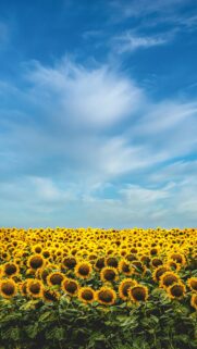Golden Sunflower Field Under Endless Blue Sky Phone Wallpaper