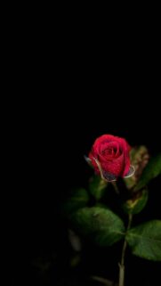 Moody Dark Red Rose with Dew Drops Aesthetic Phone Wallpaper