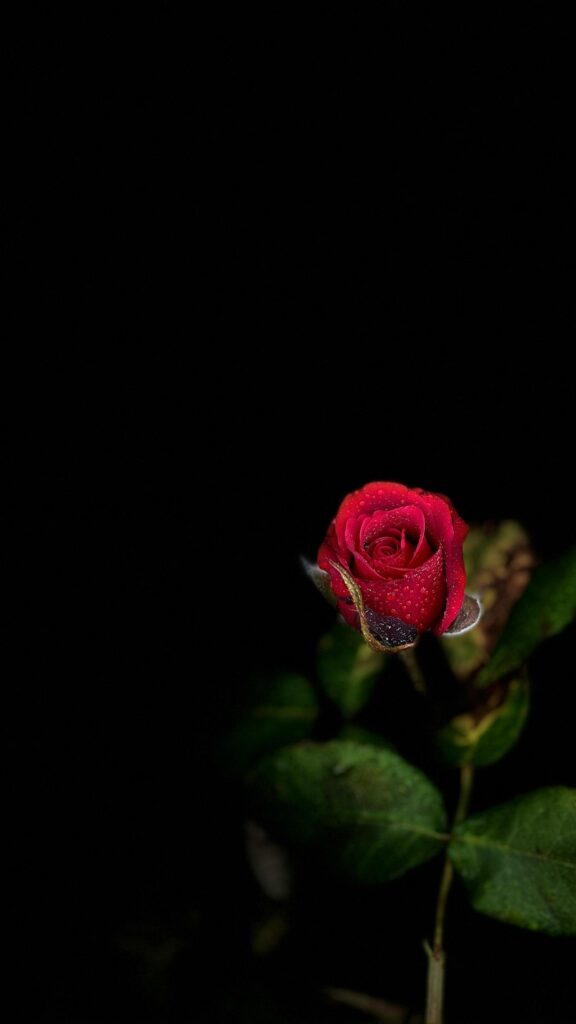 Moody Dark Red Rose with Dew Drops Aesthetic Phone Wallpaper