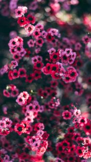 Macro Pink Spring Waxflower Petals Close-up Phone Wallpaper