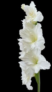 Elegant White Gladiolus Flower Minimalist Aesthetic Phone Wallpaper