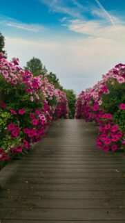 Vibrant Pink Flower Bridge Path Scenic Nature Mobile Wallpaper