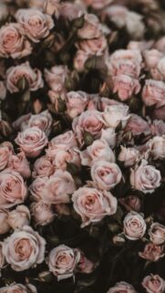 Dreamy Pastel Pink Rose Bouquet Mobile Background Wallpaper