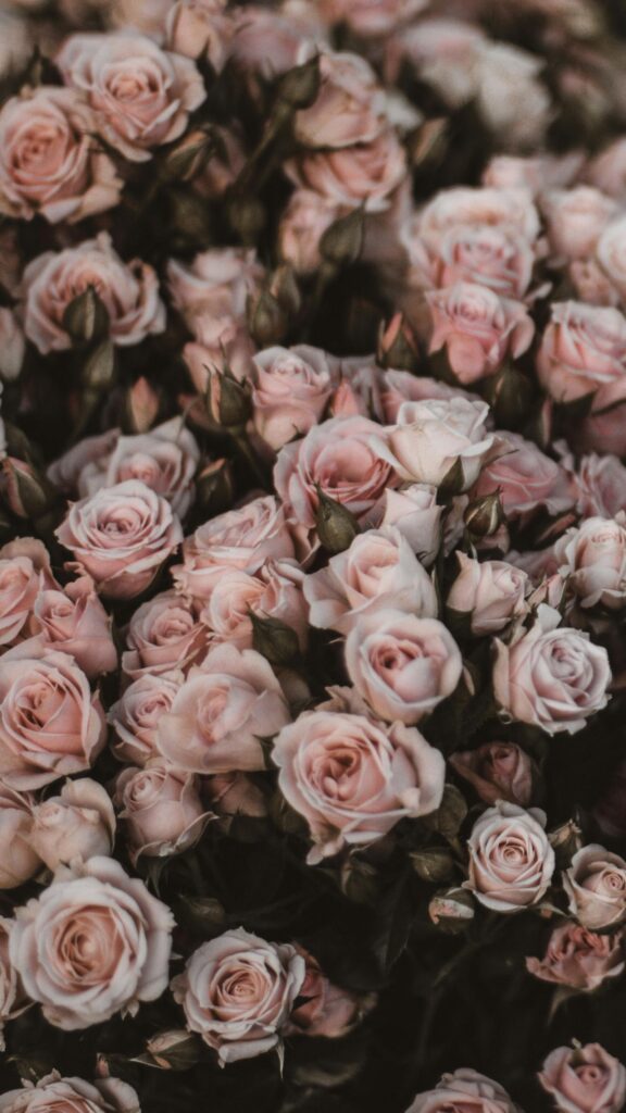 Dreamy Pastel Pink Rose Bouquet Mobile Background Wallpaper