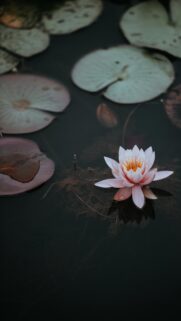 Stunning Pink Water Lily Floating on Dark Pond Mobile Wallpaper