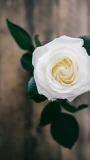 Elegant White Rose with Creamy Center Premium Mobile Wallpaper