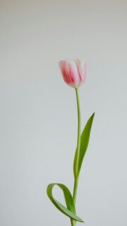Elegant Pink and White Tulip Flower Minimalist Phone Wallpaper