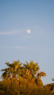 Ethereal Full Moon Magic and Palm Tree Twilight Aesthetic Wallpaper