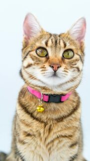 Stunning Tabby Cat Portrait with Pink Collar Mobile Phone Wallpaper