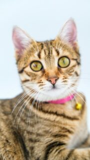 Cute Tabby Cat with Pink Collar Portrait Phone Wallpaper