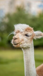 Funny Alpaca Close Up Portrait High Quality Mobile Wallpaper