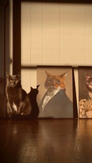 Aristocratic Gray Cat and Pet Portrait Gallery Mobile Wallpaper