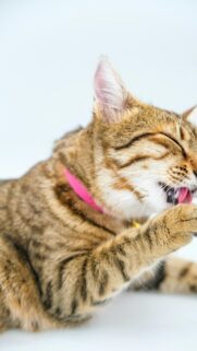 Cute Brown Tabby Cat Cleaning Paw Mobile Phone Wallpaper