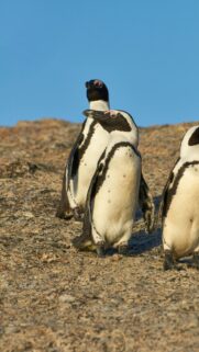 African Penguins on Sunny Rocky Beach High-Quality Mobile Wallpaper
