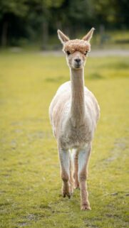 Cute Alpaca Portrait on Green Grass Mobile Phone Wallpaper