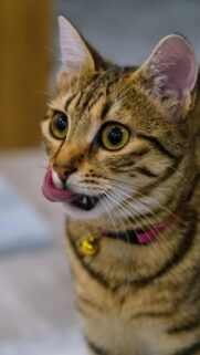 Adorable Tabby Cat Licking Lips Close Up Mobile Wallpaper