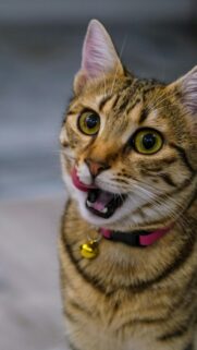 Funny Tabby Cat With Pink Collar Mobile Phone Wallpaper