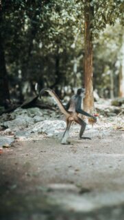 Funny Spider Monkey Walking Through Tropical Forest Mobile Wallpaper