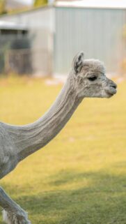 Stunning Close-Up Alpaca Profile Portrait Mobile Wallpaper