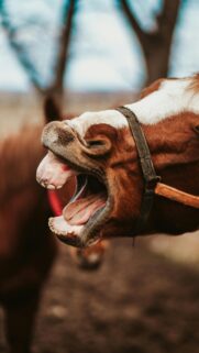 Funny Horse Yawning Close-Up Mobile Phone Wallpaper