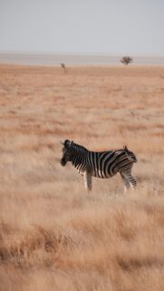 Solitary Zebra in Golden African Savanna Grassland Mobile Wallpaper