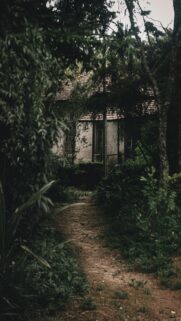 Abandoned Rustic Forest Cottage Path Mobile Phone Wallpaper