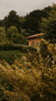 Rustic Cabin Hidden in Lush Forest Nature Phone Wallpaper