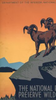 Vintage Bighorn Sheep National Park Sunset Art Phone Wallpaper