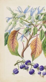 Exquisite Botanical Illustration of Blue Flowers and Berries Wallpaper