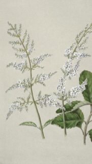 Elegant Botanical White Flower Sprigs Illustration Mobile Wallpaper